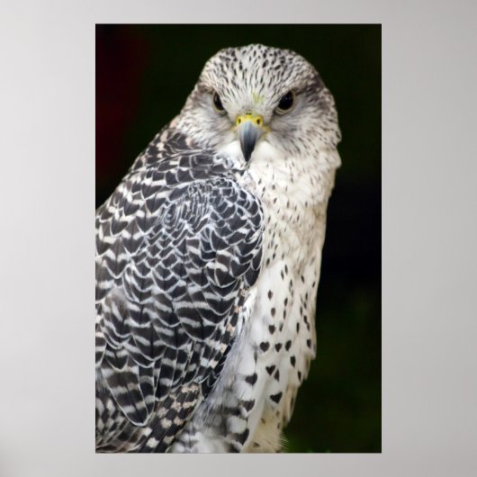 《鳥》ハヤブサ ポスター (正面)