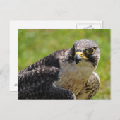 《鳥》ハヤブサ ポストカード (正面/裏面)