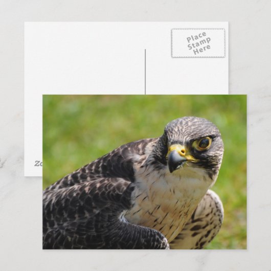 《鳥》ハヤブサ ポストカード (正面/裏面)