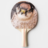 《鳥》ハヤブサ 卓球ラケット (正面)