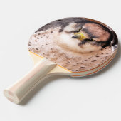 《鳥》ハヤブサ 卓球ラケット (正面アングル)