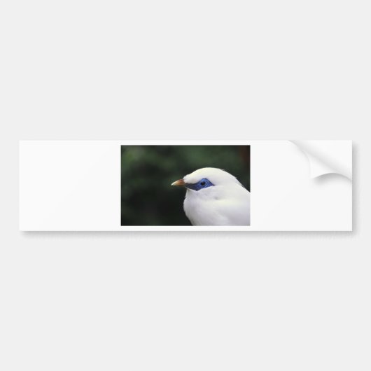 鳥 バンパーステッカー (正面)