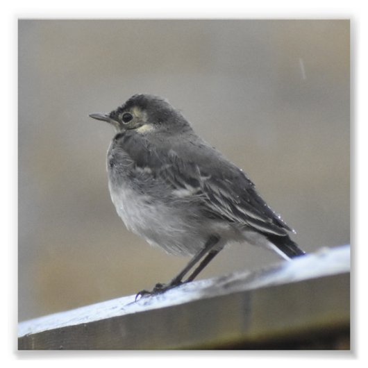 鳥 フォトプリント            (正面)