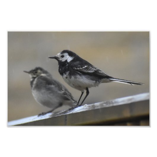 鳥 フォトプリント            (正面)