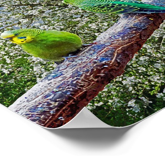 鳥 – ブダギー ポスター (角)