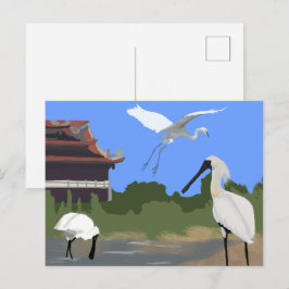 鳥 -- ヘラサギとサギ ポストカード