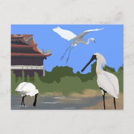 鳥 -- ヘラサギとサギ ポストカード