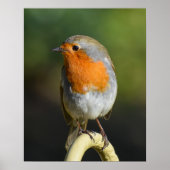 鳥 ポスター (正面)