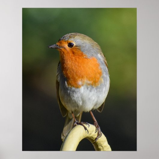 鳥 ポスター (正面)