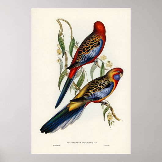 鳥 ポスター (正面)