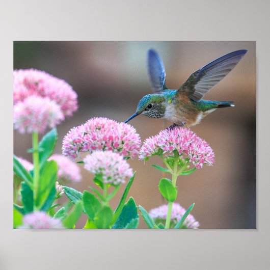 鳥 ポスター (正面)