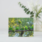 鳥 ポストカード (スタンド正面)