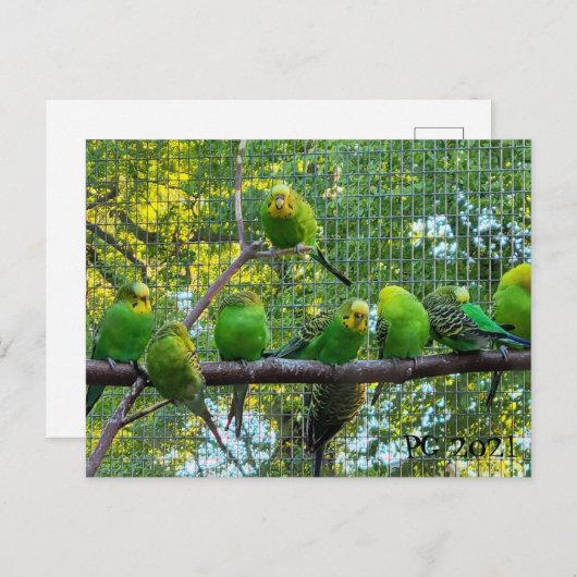 鳥 ポストカード (正面/裏面)