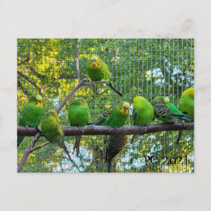 鳥 ポストカード