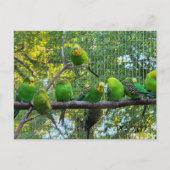 鳥 ポストカード (正面)