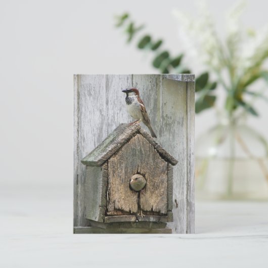 鳥 ポストカード (スタンド正面)