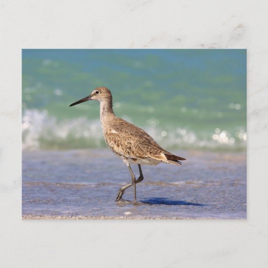 鳥 ポストカード (正面)