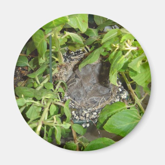 鳥 マグネット (正面)