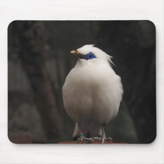 鳥，動物，自然 マウスパッド (正面)
