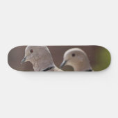 鳩のペア スケートボード (横)