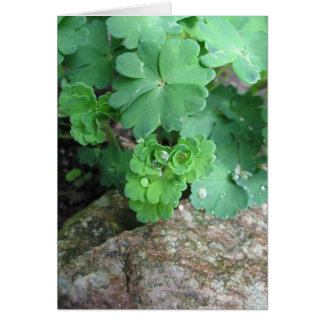 鳩の空白のなカード