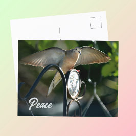 鳩の翼が広げる平和 写真作品 ポストカード