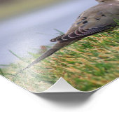 鳩の鳥 フォトプリント            (角)