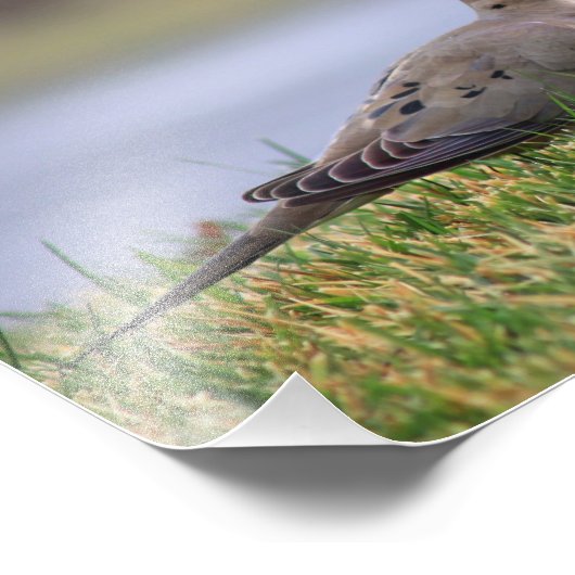 鳩の鳥 フォトプリント            (角)