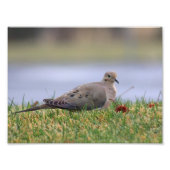 鳩の鳥 フォトプリント            (正面)