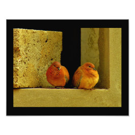 鳩ペア フォトプリント           