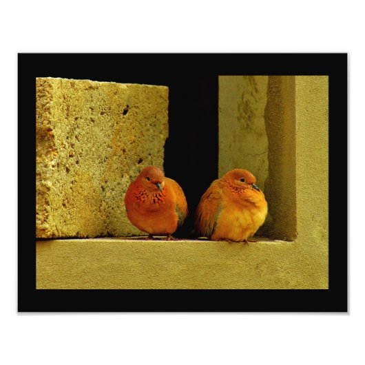 鳩ペア フォトプリント            (正面)