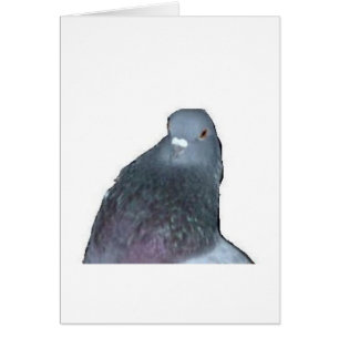 鳩