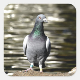 鳩 スクエアシール