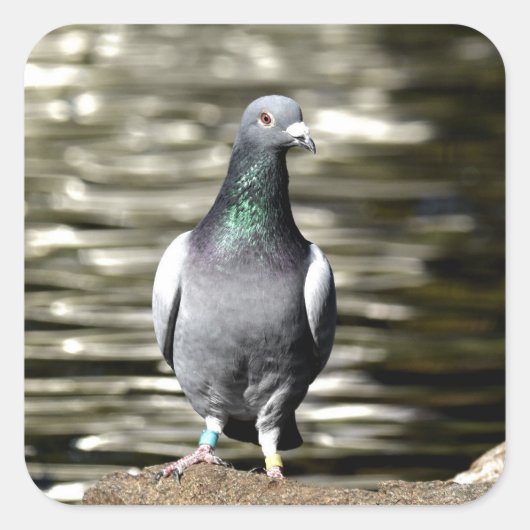 鳩 スクエアシール (正面)