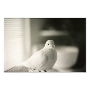 鳩 フォトプリント