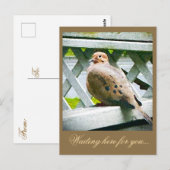 "鳩" ポストカード (正面/裏面)