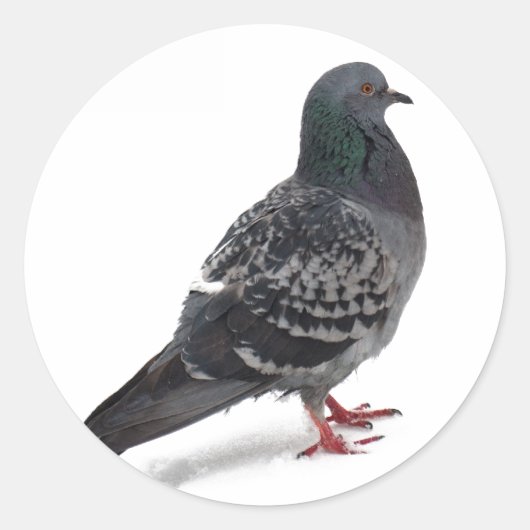 鳩 ラウンドシール (正面)