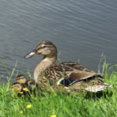 鴨とアヒル キャンバスプリント