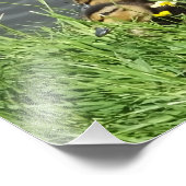 鴨とアヒル フォトプリント            (角)