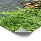 鴨とアヒル ポスター (角)