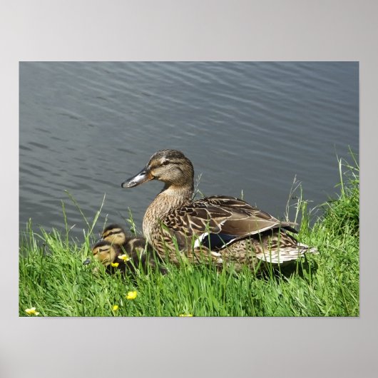 鴨とアヒル ポスター (正面)