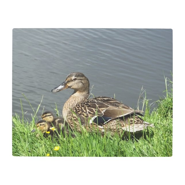 鴨とアヒル メタルプリント (正面)
