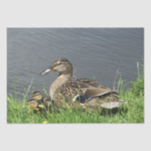 鴨とアヒル 薄葉紙 (正面)