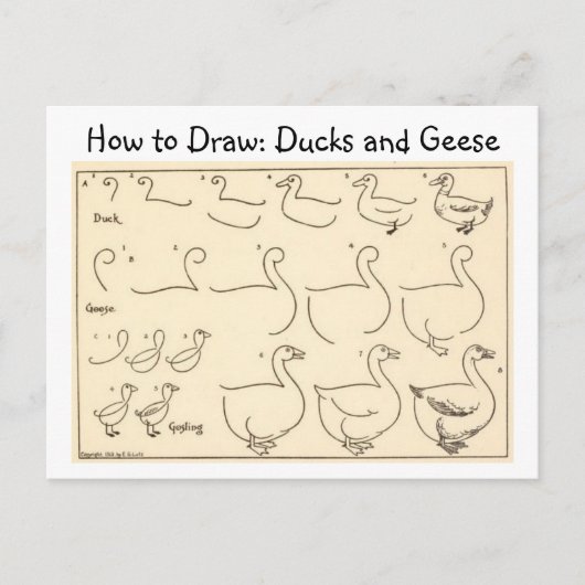 鴨とガチョウのヴィンテージはがきを描く ポストカード (正面)
