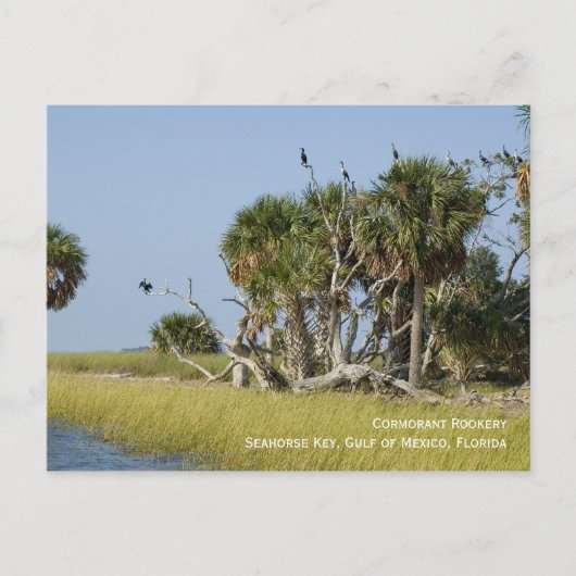 鵜のルーカリー葉書 ポストカード (正面)