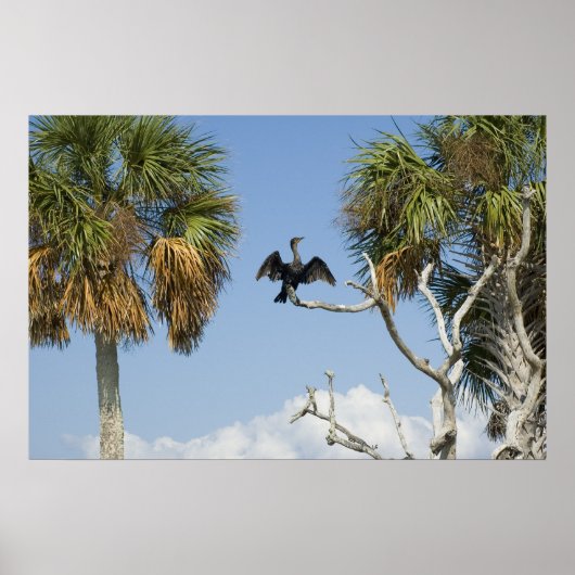 鵜の乾燥ウイングプリント ポスター (正面)