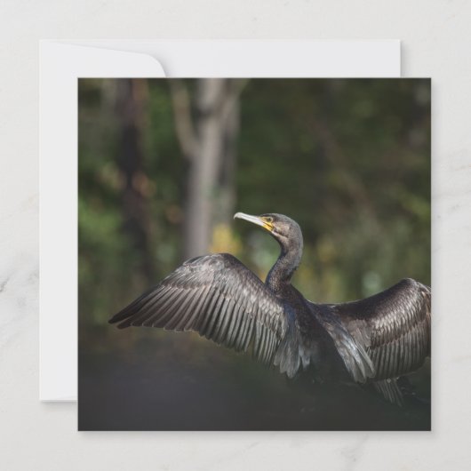 鵜の鳥の自然写真カード (正面)