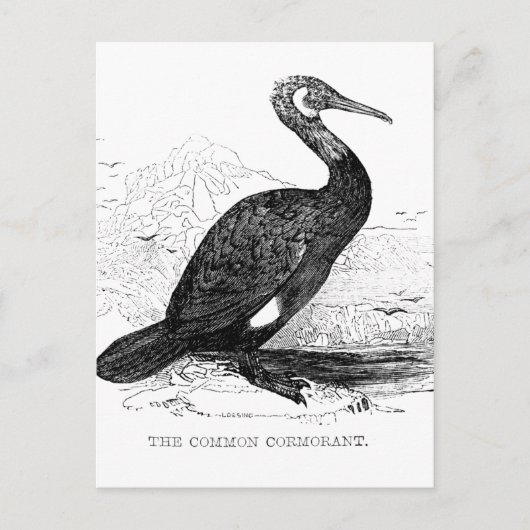 鵜ヴィンテージ鳥野獣スケッチ ポストカード (正面)