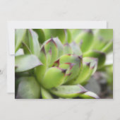 鶏とひな-センペルビバム 招待状 (裏面)