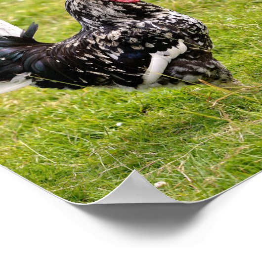 鶏と草の上の鶏 ポスター (角)